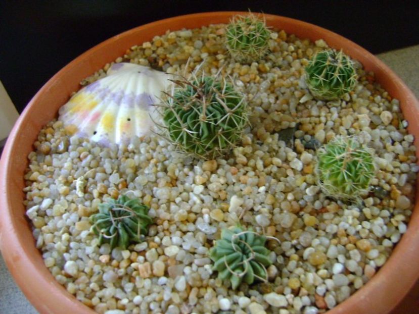 Grup de 6 Echinofossulocactus (Stenocactus) - Cactusi 2019