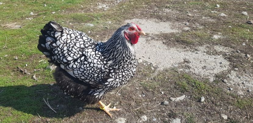 20190406_155521(0) - 00 Poze 2019