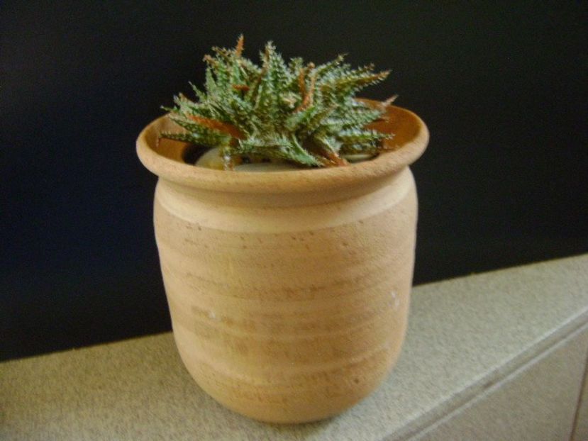 Aloe cv. Pepe (Aloe descoigsii X Aloe haworthioides) - Suculente 2019