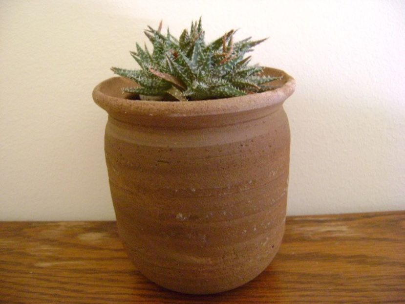 Aloe cv. Pepe (Aloe descoigsii X Aloe haworthioides) - Suculente 2019