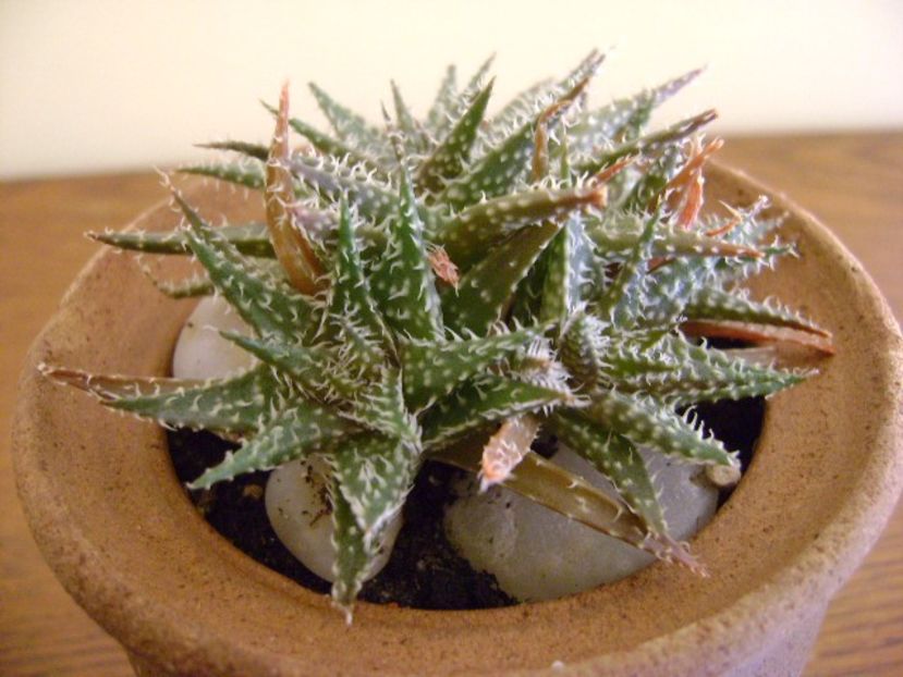 Aloe cv. Pepe (Aloe descoigsii X Aloe haworthioides) - Suculente 2019