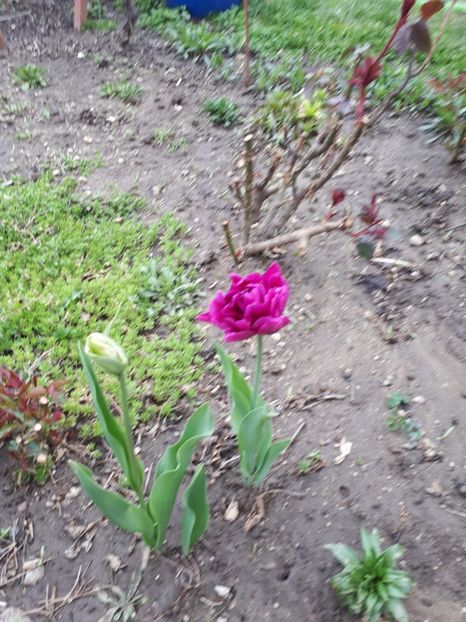  - Aprilie 2019