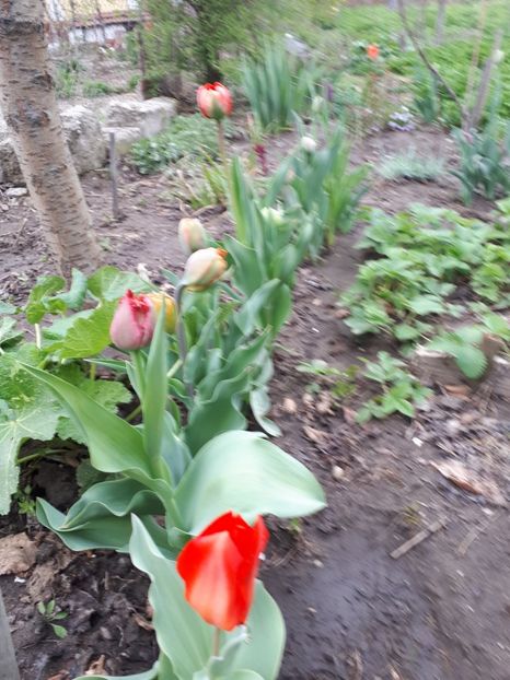  - Aprilie 2019