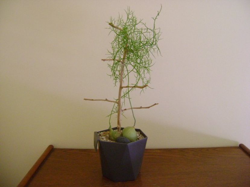 Bowiea volubilis - Caudiciforme si bulbi 2019