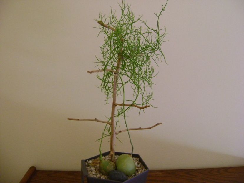 Bowiea volubilis - Caudiciforme si bulbi 2019