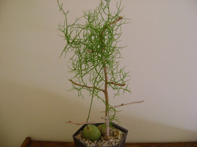 Bowiea volubilis - Caudiciforme si bulbi 2019