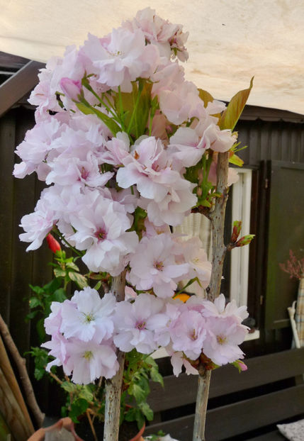  - 2019 - 01 - Primavara