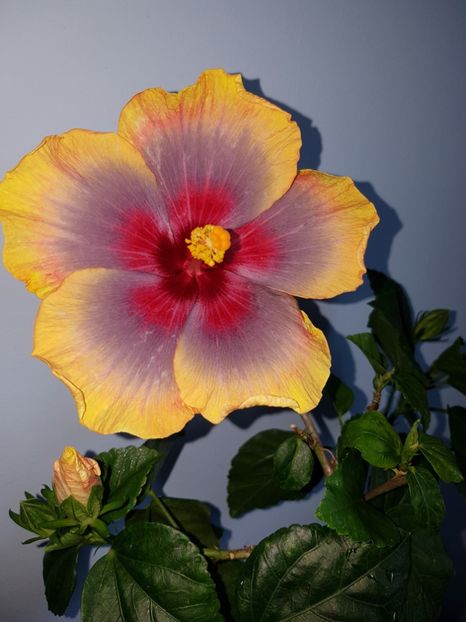  - HIBISCUS 2019