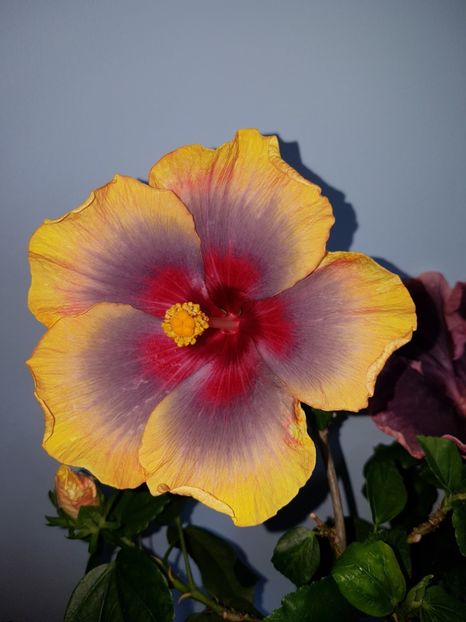  - HIBISCUS 2019