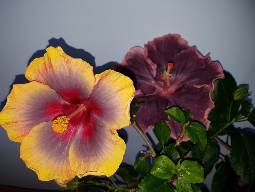  - HIBISCUS 2019