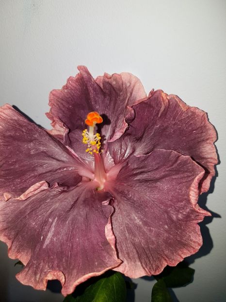  - HIBISCUS 2019