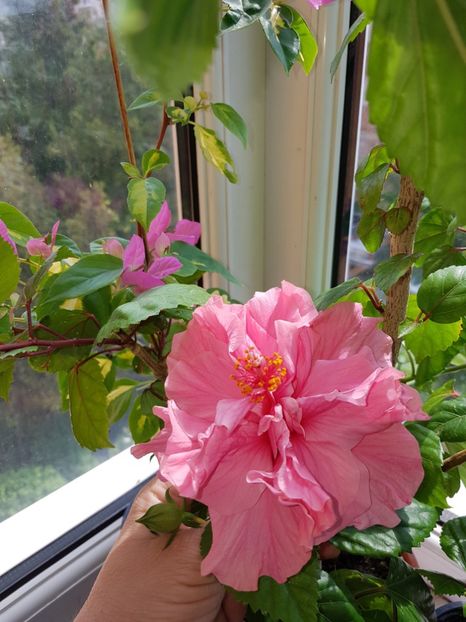  - HIBISCUS 2019