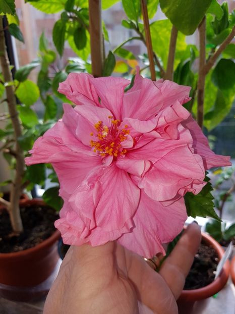 - HIBISCUS 2019