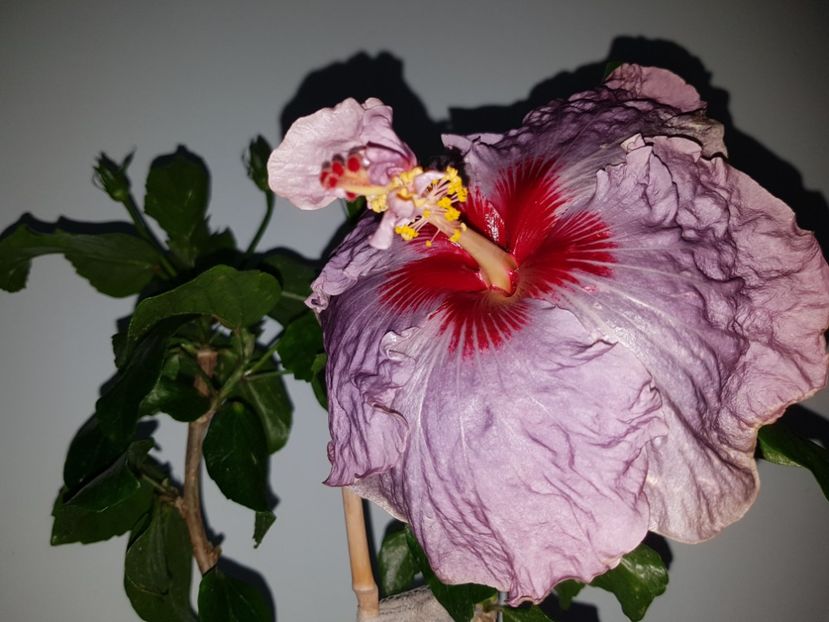  - HIBISCUS 2019
