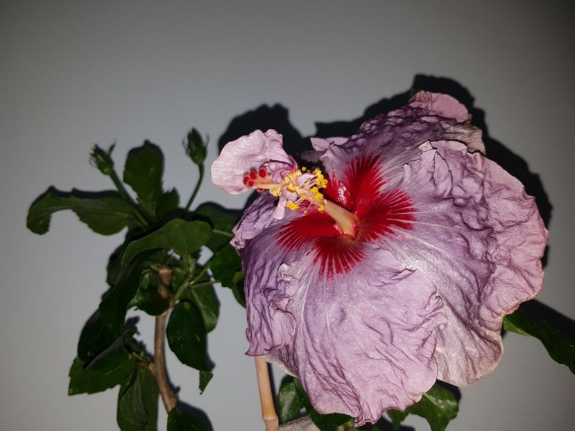  - HIBISCUS 2019