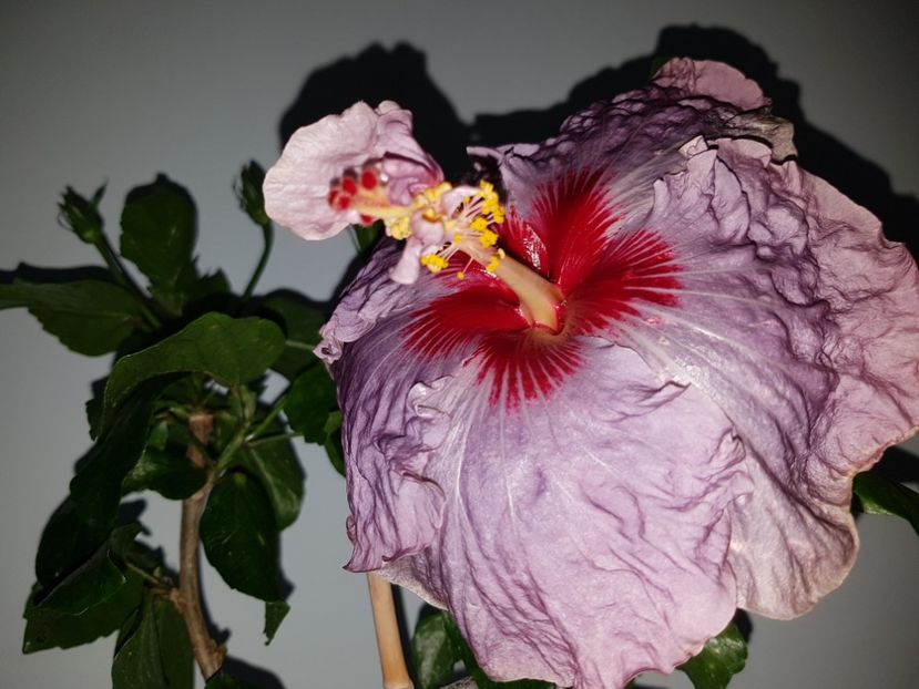  - HIBISCUS 2019
