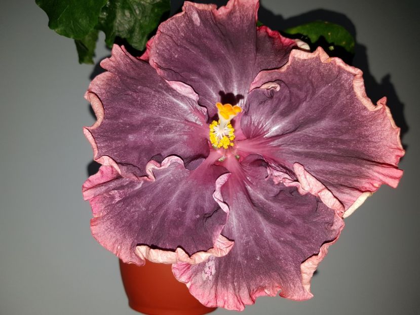  - HIBISCUS 2019