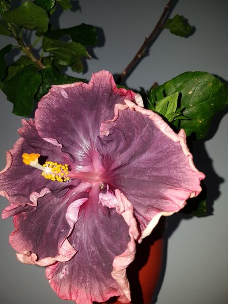  - HIBISCUS 2019
