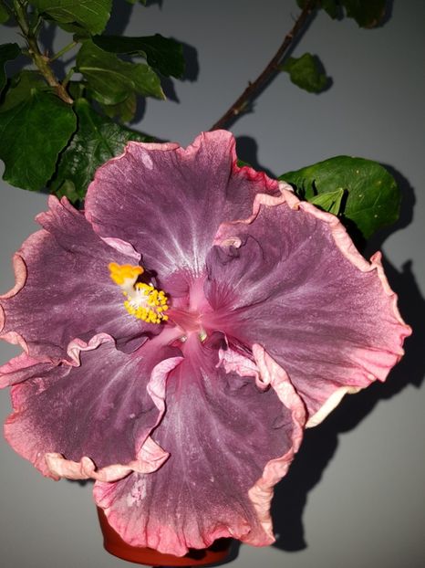  - HIBISCUS 2019