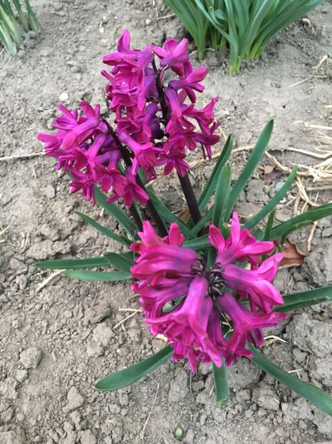 C729FA12-07F0-4D0A-8438-271822910885 - Gradina 2019