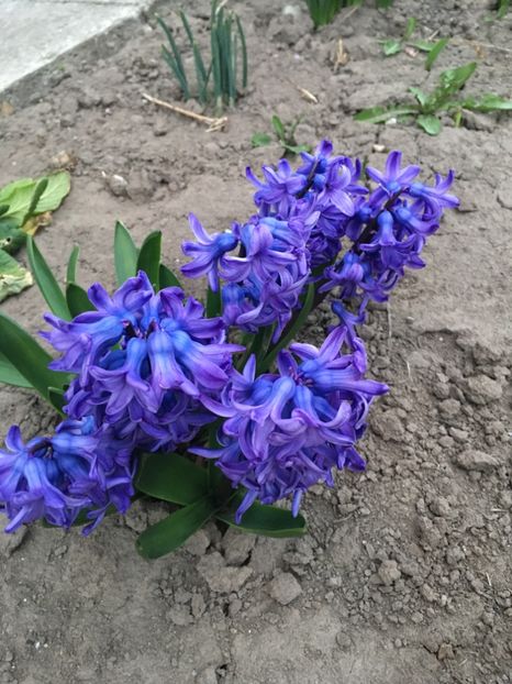 8962C6C5-68C7-4501-B361-37F423F890FB - Gradina 2019