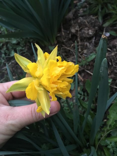 61AD5C86-B466-4A99-912E-96D374AB93B0 - Gradina 2019