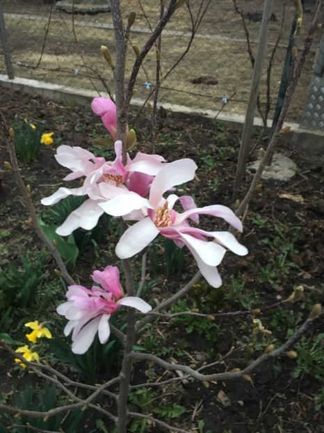 7D698FF7-D9FA-40F7-A58D-BE7FBF6FF831 - Gradina 2019