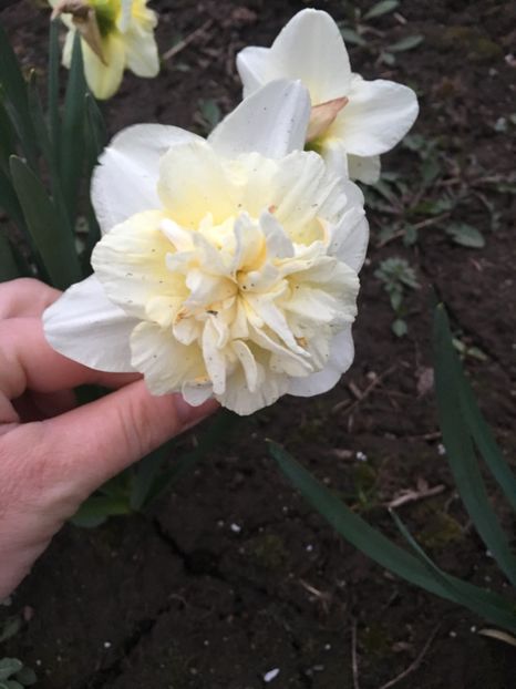 C3C84A45-5324-423E-BB11-622AA714EF4F - Gradina 2019