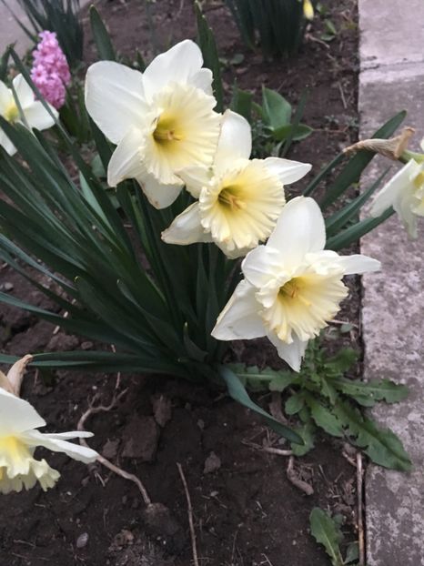 9FB3718B-EB77-4CF5-BCD3-3EB5CE462421 - Gradina 2019