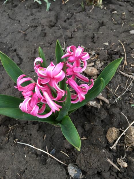 1ECB0987-04F7-4160-85DB-1AE843D8018D - Gradina 2019