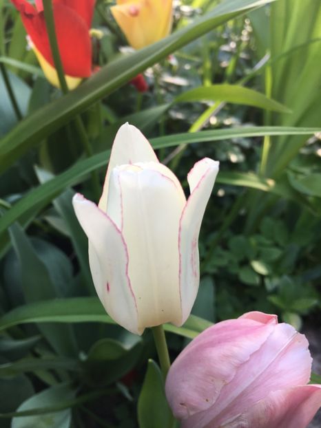 DA0765E9-E745-47EE-8B59-74D3AB387612 - Lalele 2019