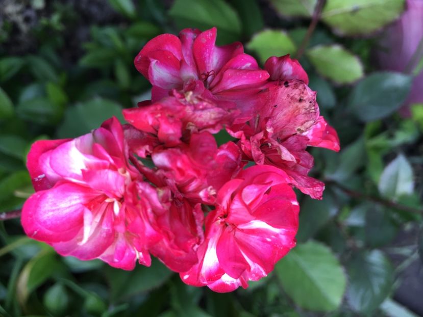 618A0BF4-FE86-4C37-A3E0-9D73B9E1EE87 - 2019