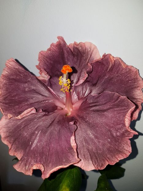  - Hibiscus Black Metal