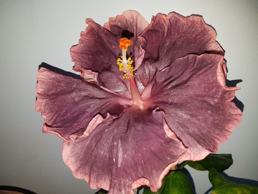  - Hibiscus Black Metal