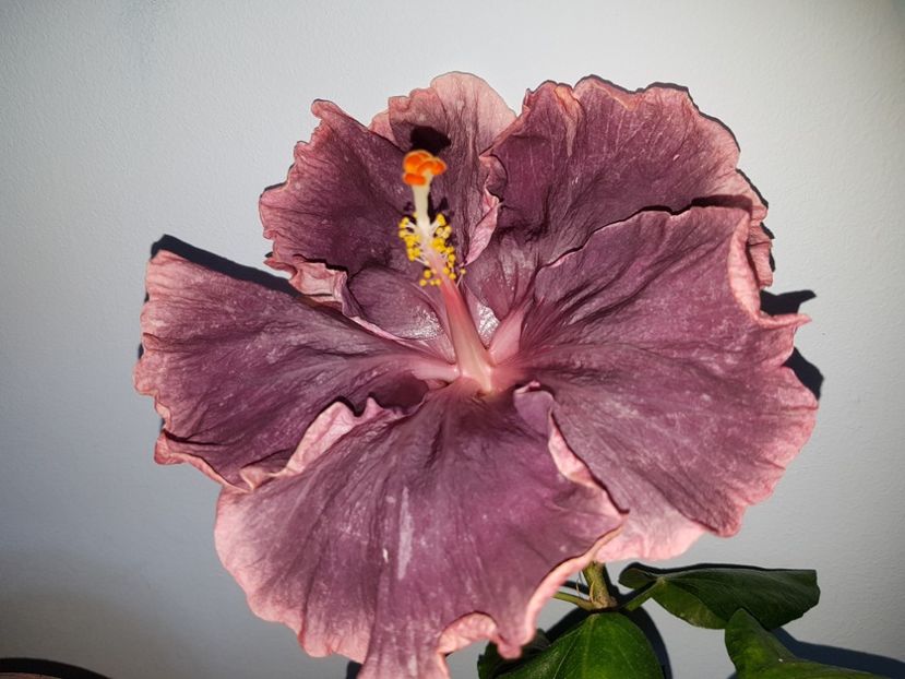  - Hibiscus Black Metal