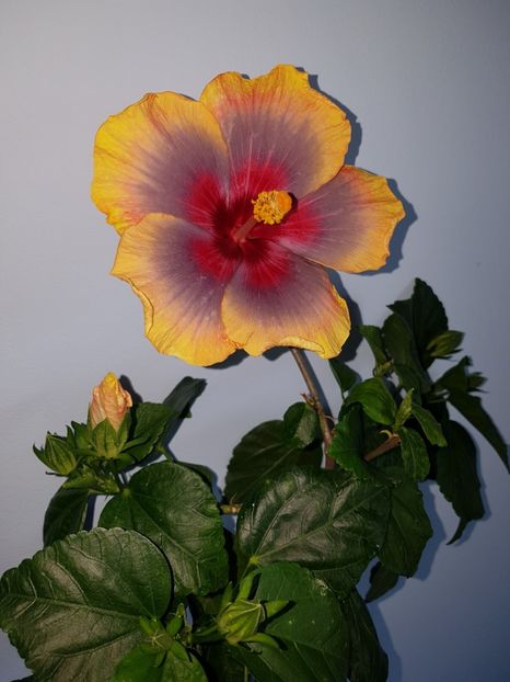  - Hibiscus Russian Firebird