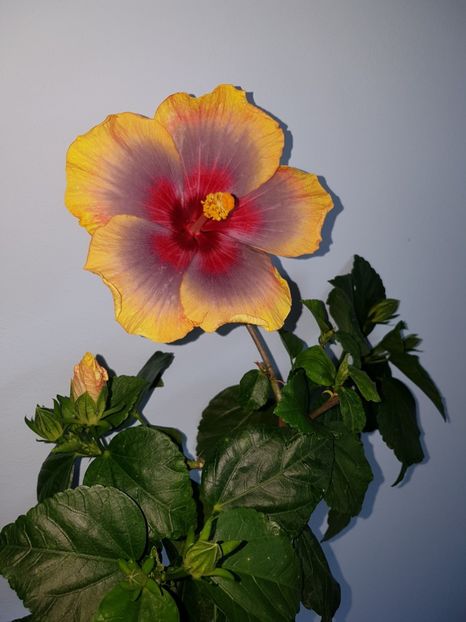  - Hibiscus Russian Firebird