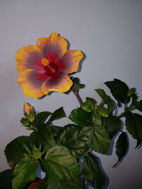  - Hibiscus Russian Firebird
