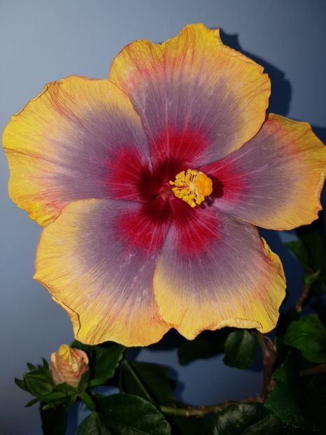  - Hibiscus Russian Firebird