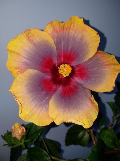  - Hibiscus Russian Firebird