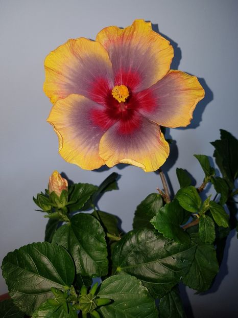  - Hibiscus Russian Firebird