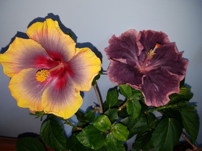  - Hibiscus Russian Firebird