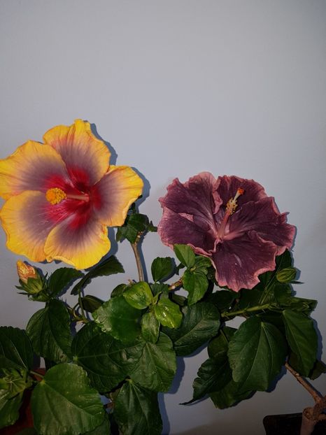  - Hibiscus Russian Firebird