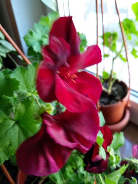  - Muscata englezeasca