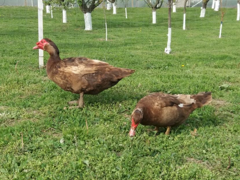  - Rațe leșești ciocolatii