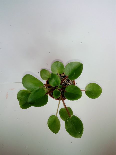  - Zzz _____ Ian Bokal___out