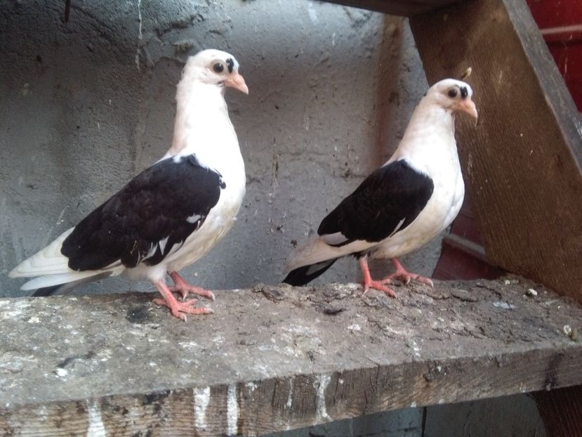 Din moriscarii tari - z1-pui 2015 2016 2017 2018