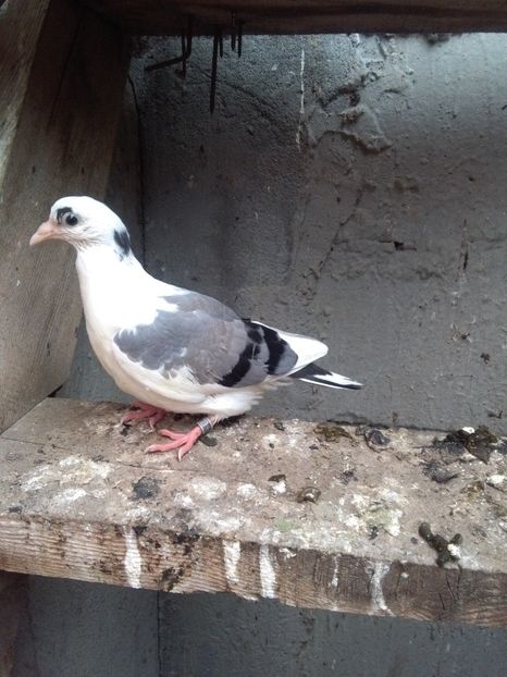  - z1-pui 2015 2016 2017 2018