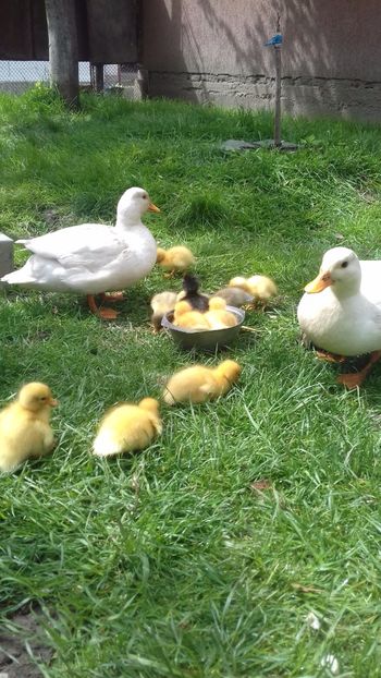 1556019669642-112611322 - Ratuste pitice - Call duck !