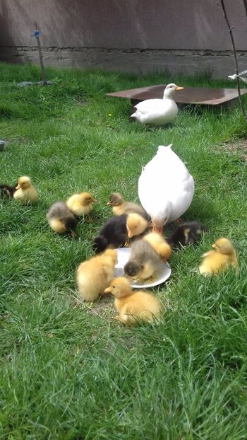 1556019766029-223353884 - Ratuste pitice - Call duck !